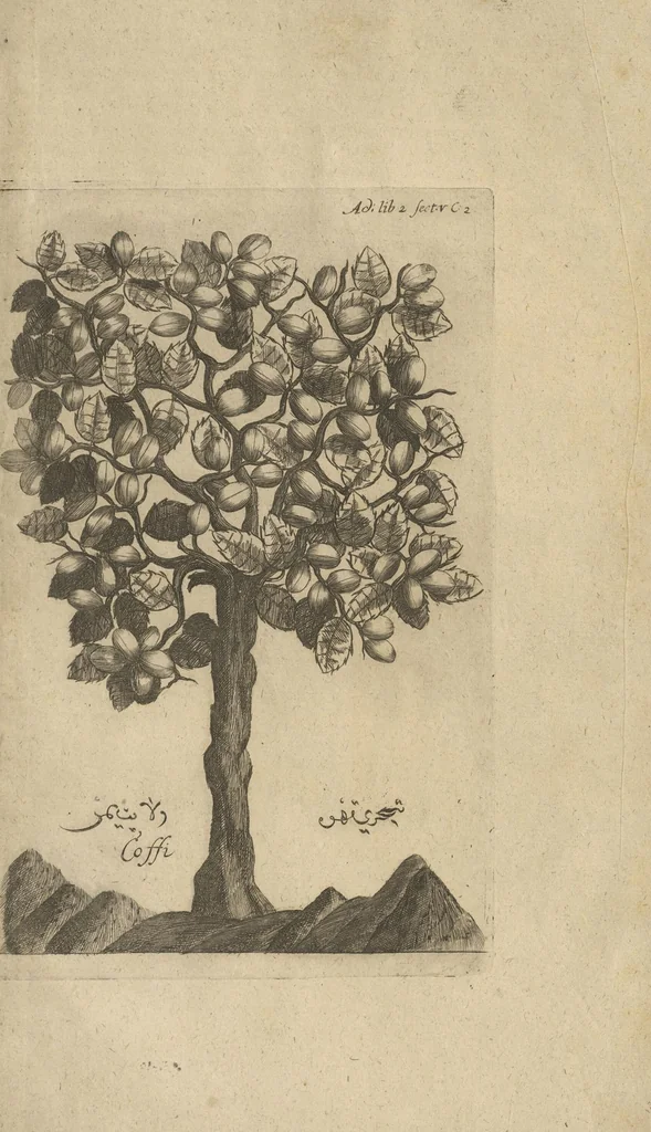 An illustration from Museum Museorum, Oder Vollständige Schau-Bühne Aller Materialien und Specereÿen: Nebst deren Natürlichen Beschreibung/ Election, Nutzen und Gebrauch/ Aus andern Material- Kunst- und Naturalien-Kammern/ Oost- und West-Indischen Reiß-Beschreibungen/ Curiosen Zeit- und Tag-Registern/ Natur- und Artzney-Kündigern/ wie auch selbst-eigenen Erfahrung ..., 1704, leaf 780