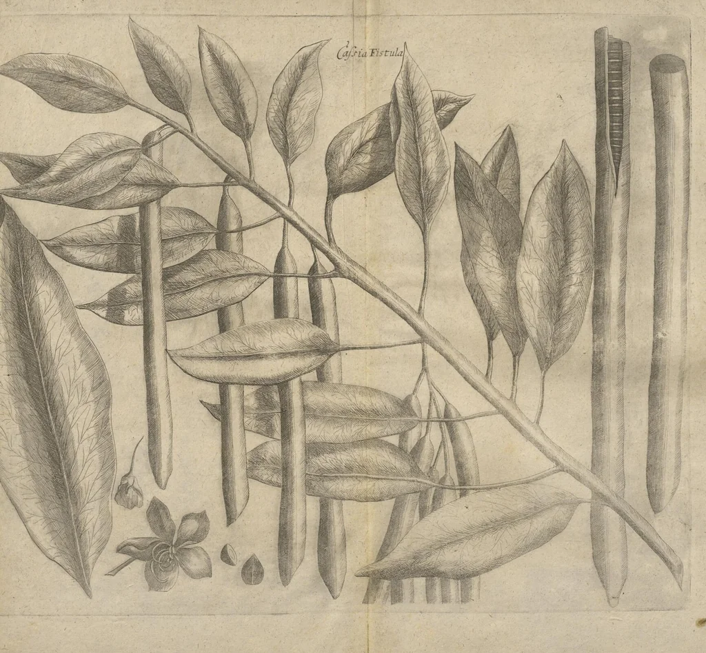 An illustration from Museum Museorum, Oder Vollständige Schau-Bühne Aller Materialien und Specereÿen: Nebst deren Natürlichen Beschreibung/ Election, Nutzen und Gebrauch/ Aus andern Material- Kunst- und Naturalien-Kammern/ Oost- und West-Indischen Reiß-Beschreibungen/ Curiosen Zeit- und Tag-Registern/ Natur- und Artzney-Kündigern/ wie auch selbst-eigenen Erfahrung ..., 1704, leaf 783