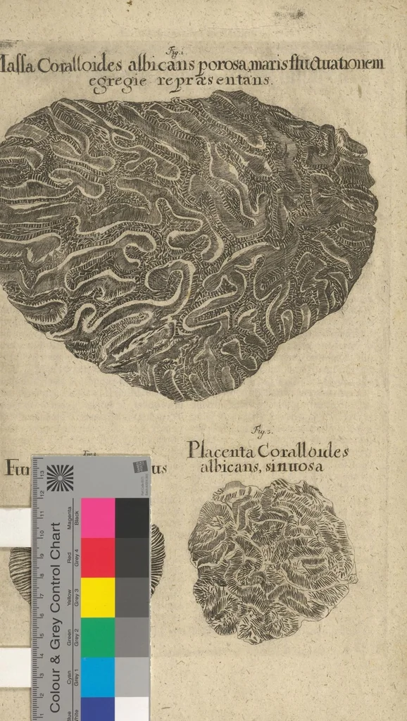 An illustration from Museum Museorum, Oder Vollständige Schau-Bühne Aller Materialien und Specereÿen: Nebst deren Natürlichen Beschreibung/ Election, Nutzen und Gebrauch/ Aus andern Material- Kunst- und Naturalien-Kammern/ Oost- und West-Indischen Reiß-Beschreibungen/ Curiosen Zeit- und Tag-Registern/ Natur- und Artzney-Kündigern/ wie auch selbst-eigenen Erfahrung ..., 1704, leaf 803