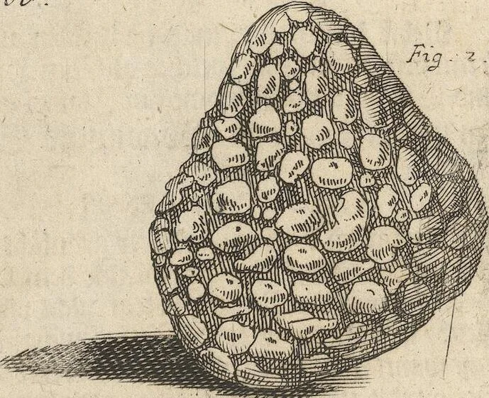 An illustration from Museum Museorum, Oder Vollständige Schau-Bühne Aller Materialien und Specereÿen: Nebst deren Natürlichen Beschreibung/ Election, Nutzen und Gebrauch/ Aus andern Material- Kunst- und Naturalien-Kammern/ Oost- und West-Indischen Reiß-Beschreibungen/ Curiosen Zeit- und Tag-Registern/ Natur- und Artzney-Kündigern/ wie auch selbst-eigenen Erfahrung ..., 1704, leaf 85