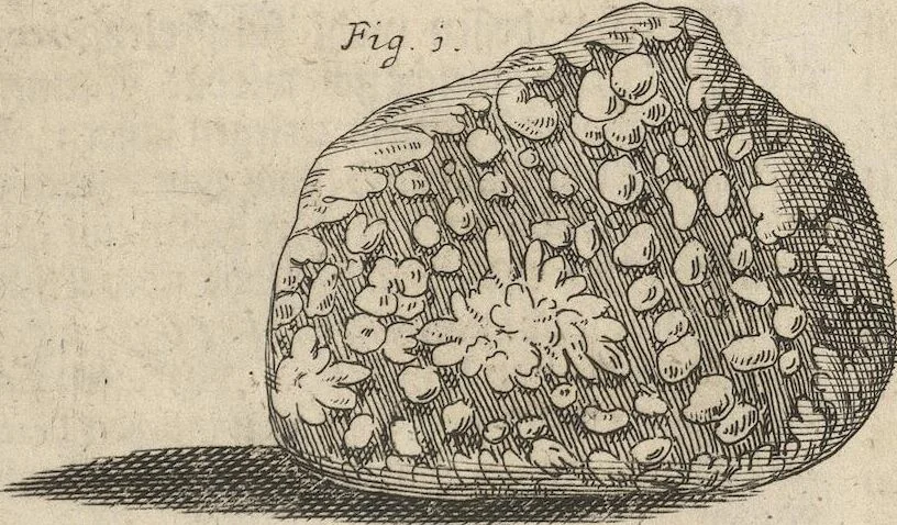 An illustration from Museum Museorum, Oder Vollständige Schau-Bühne Aller Materialien und Specereÿen: Nebst deren Natürlichen Beschreibung/ Election, Nutzen und Gebrauch/ Aus andern Material- Kunst- und Naturalien-Kammern/ Oost- und West-Indischen Reiß-Beschreibungen/ Curiosen Zeit- und Tag-Registern/ Natur- und Artzney-Kündigern/ wie auch selbst-eigenen Erfahrung ..., 1704, leaf 85