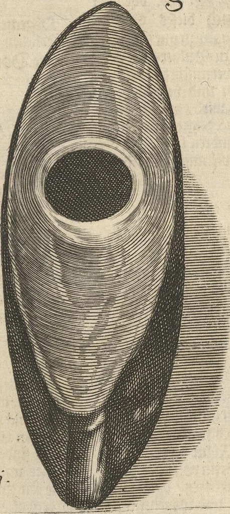 An illustration from Museum Museorum, Oder Vollständige Schau-Bühne Aller Materialien und Specereÿen: Nebst deren Natürlichen Beschreibung/ Election, Nutzen und Gebrauch/ Aus andern Material- Kunst- und Naturalien-Kammern/ Oost- und West-Indischen Reiß-Beschreibungen/ Curiosen Zeit- und Tag-Registern/ Natur- und Artzney-Kündigern/ wie auch selbst-eigenen Erfahrung ..., 1704, leaf 87