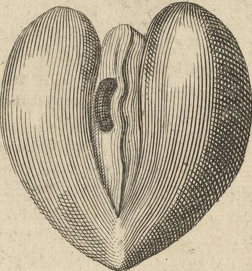 An illustration from Museum Museorum, Oder Vollständige Schau-Bühne Aller Materialien und Specereÿen: Nebst deren Natürlichen Beschreibung/ Election, Nutzen und Gebrauch/ Aus andern Material- Kunst- und Naturalien-Kammern/ Oost- und West-Indischen Reiß-Beschreibungen/ Curiosen Zeit- und Tag-Registern/ Natur- und Artzney-Kündigern/ wie auch selbst-eigenen Erfahrung ..., 1704, leaf 97