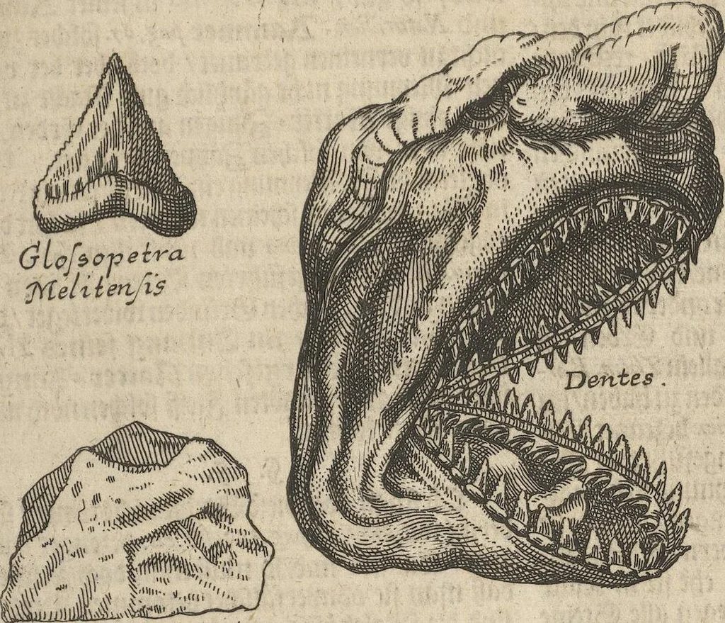An illustration from Museum Museorum, Oder Vollständige Schau-Bühne Aller Materialien und Specereÿen: Nebst deren Natürlichen Beschreibung/ Election, Nutzen und Gebrauch/ Aus andern Material- Kunst- und Naturalien-Kammern/ Oost- und West-Indischen Reiß-Beschreibungen/ Curiosen Zeit- und Tag-Registern/ Natur- und Artzney-Kündigern/ wie auch selbst-eigenen Erfahrung ..., 1704, leaf 99