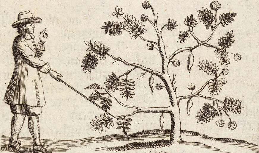 An illustration from (Zweyter Theil), 1714, leaf 140