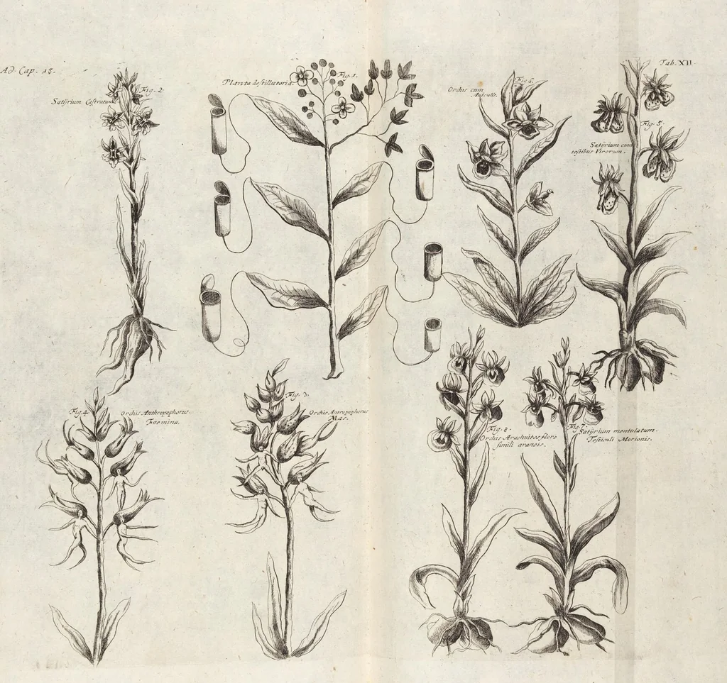 An illustration from (Zweyter Theil), 1714, leaf 143