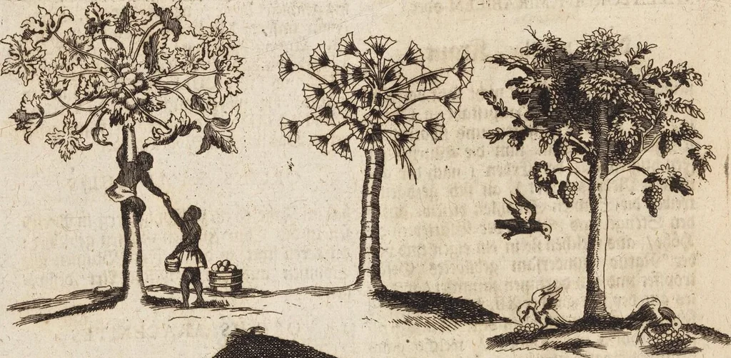An illustration from (Zweyter Theil), 1714, leaf 146