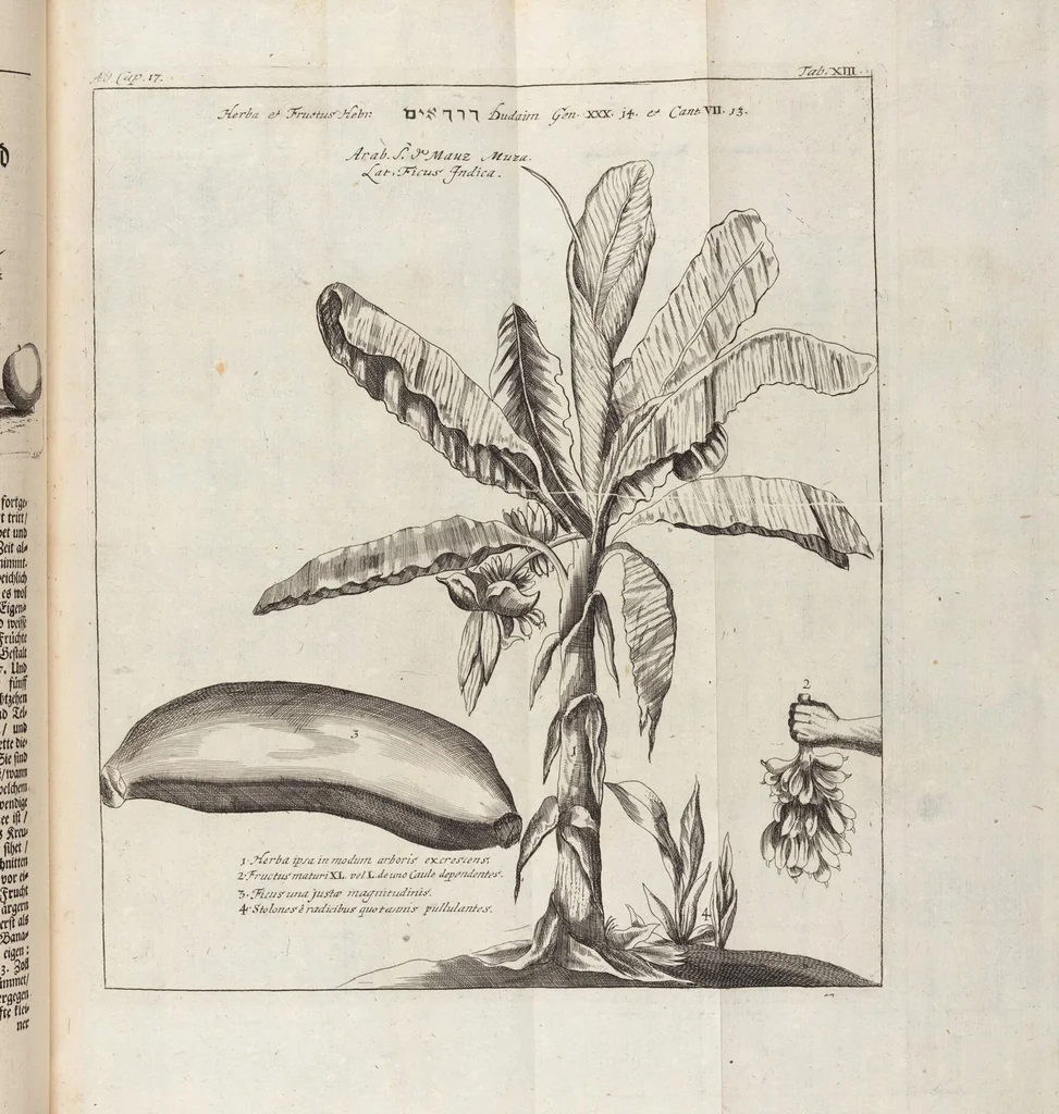 An illustration from (Zweyter Theil), 1714, leaf 149