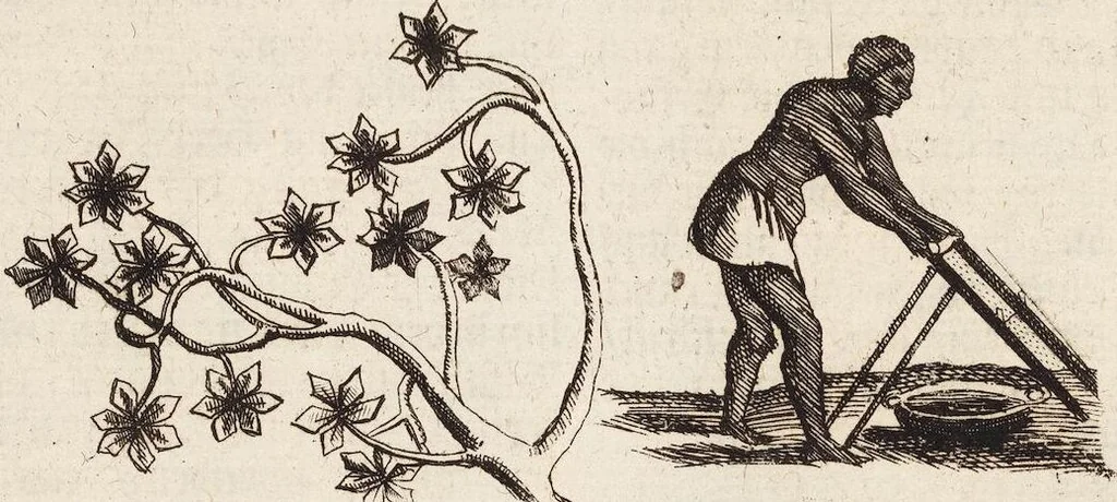 An illustration from (Zweyter Theil), 1714, leaf 154