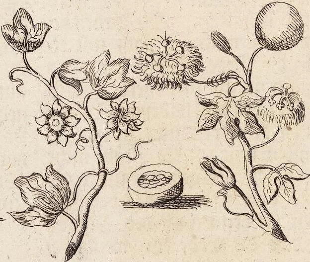An illustration from (Zweyter Theil), 1714, leaf 156