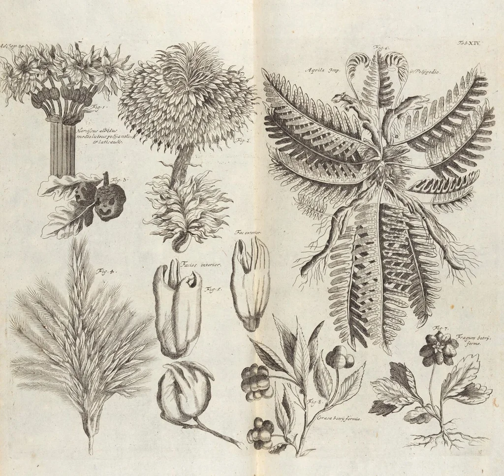 An illustration from (Zweyter Theil), 1714, leaf 160