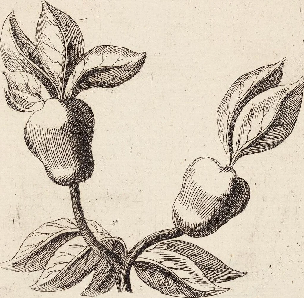 An illustration from (Zweyter Theil), 1714, leaf 162