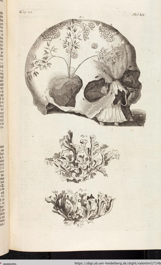 An illustration from (Zweyter Theil), 1714, leaf 164