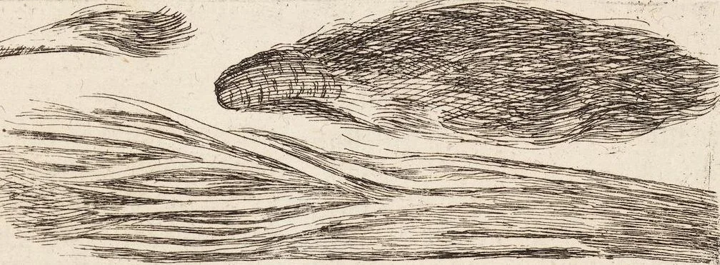 An illustration from (Zweyter Theil), 1714, leaf 166