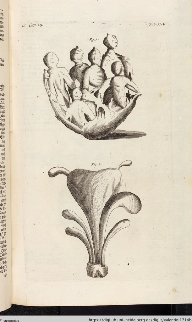 An illustration from (Zweyter Theil), 1714, leaf 168
