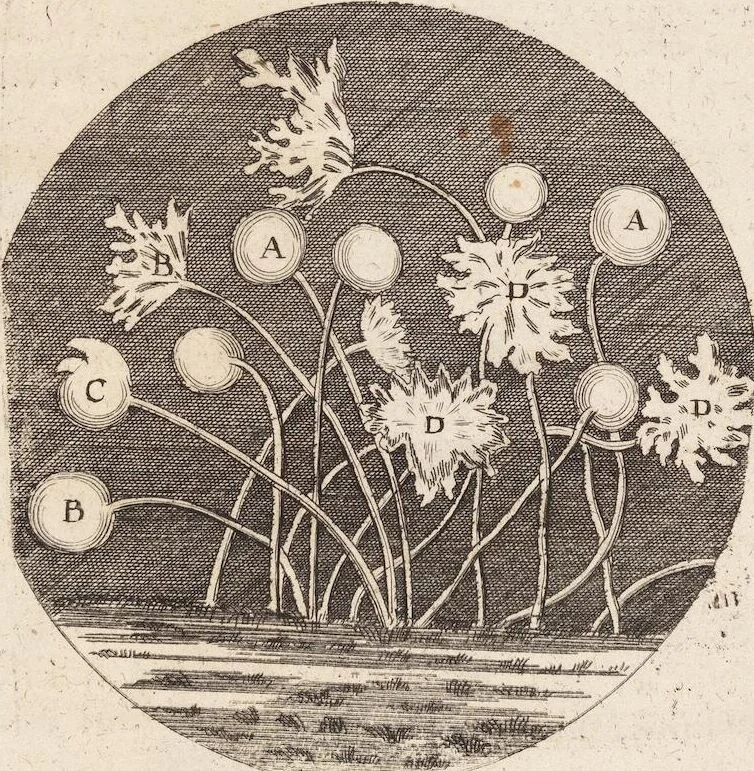 An illustration from (Zweyter Theil), 1714, leaf 170