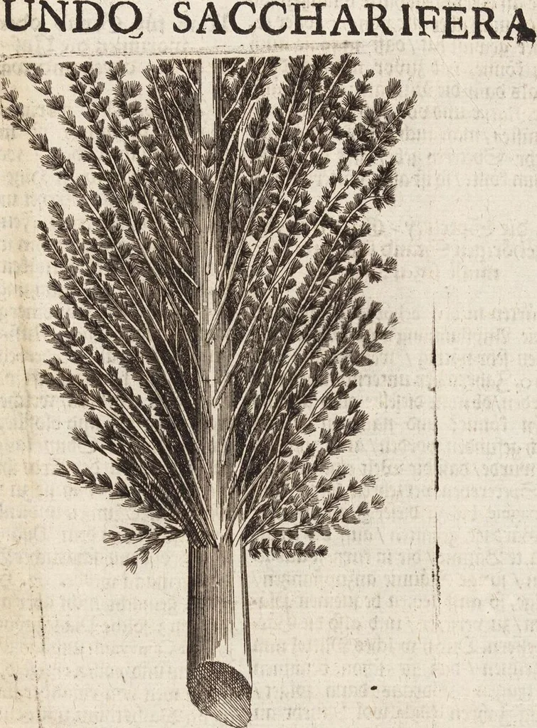 An illustration from (Zweyter Theil), 1714, leaf 178