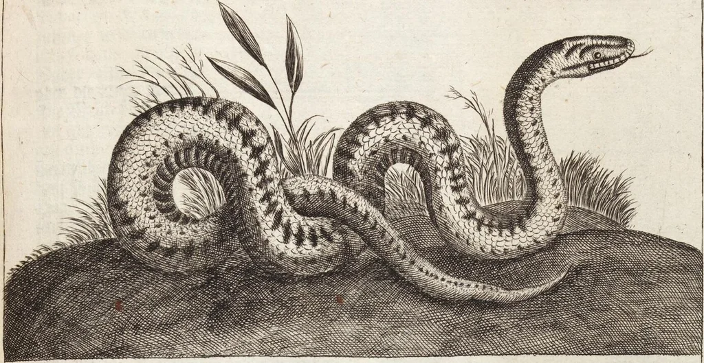 An illustration from (Zweyter Theil), 1714, leaf 210