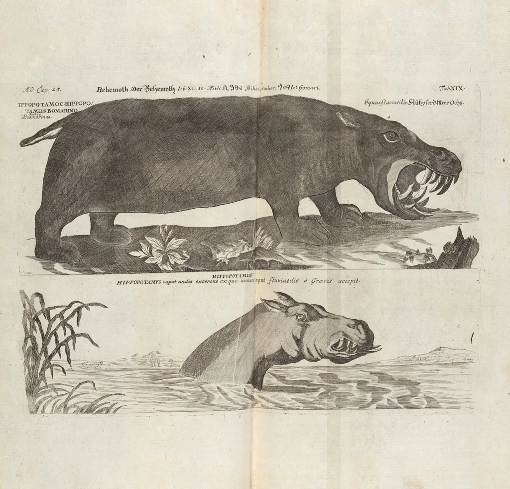An illustration from (Zweyter Theil), 1714, leaf 215