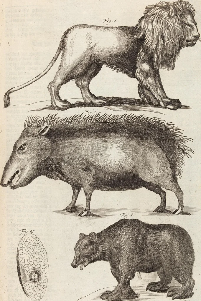 An illustration from (Zweyter Theil), 1714, leaf 219