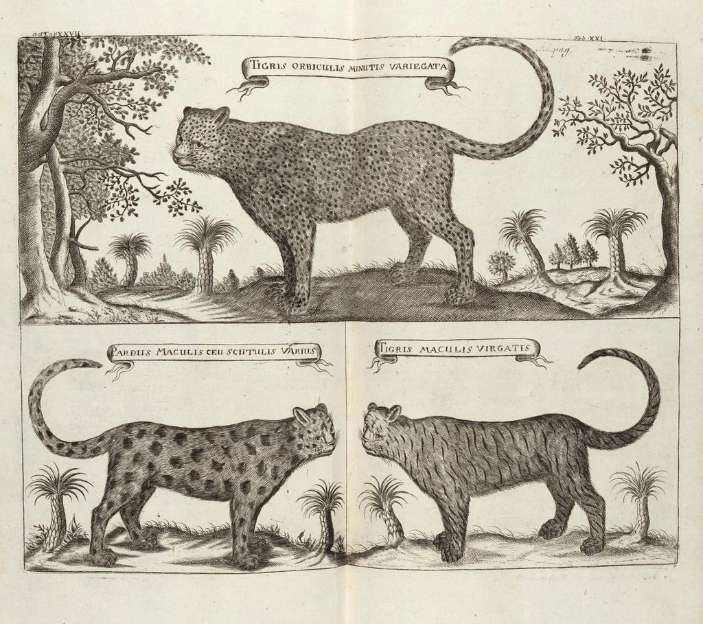 An illustration from (Zweyter Theil), 1714, leaf 224