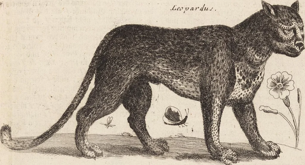 An illustration from (Zweyter Theil), 1714, leaf 226