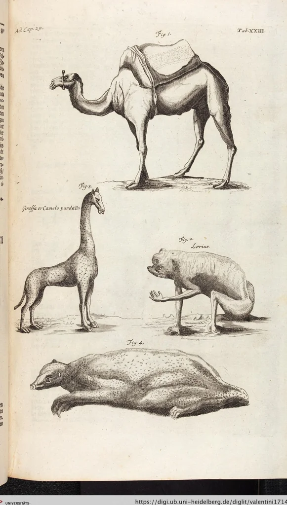 An illustration from (Zweyter Theil), 1714, leaf 233