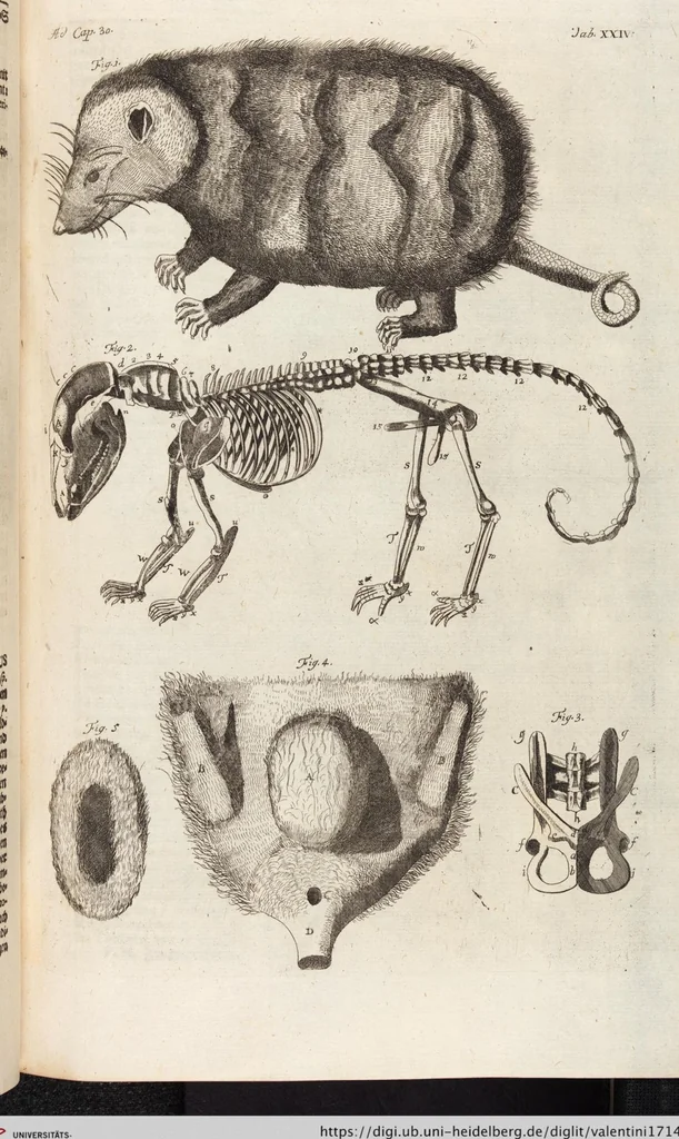 An illustration from (Zweyter Theil), 1714, leaf 237