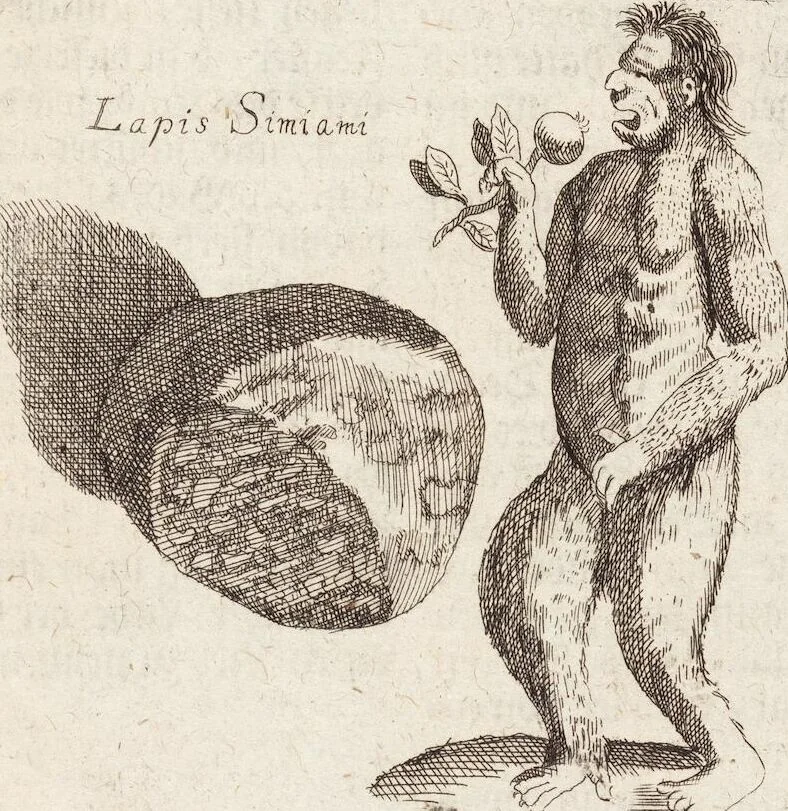An illustration from (Zweyter Theil), 1714, leaf 244