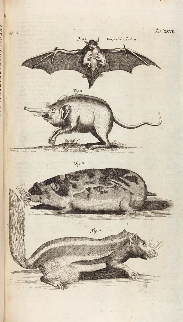 An illustration from (Zweyter Theil), 1714, leaf 253