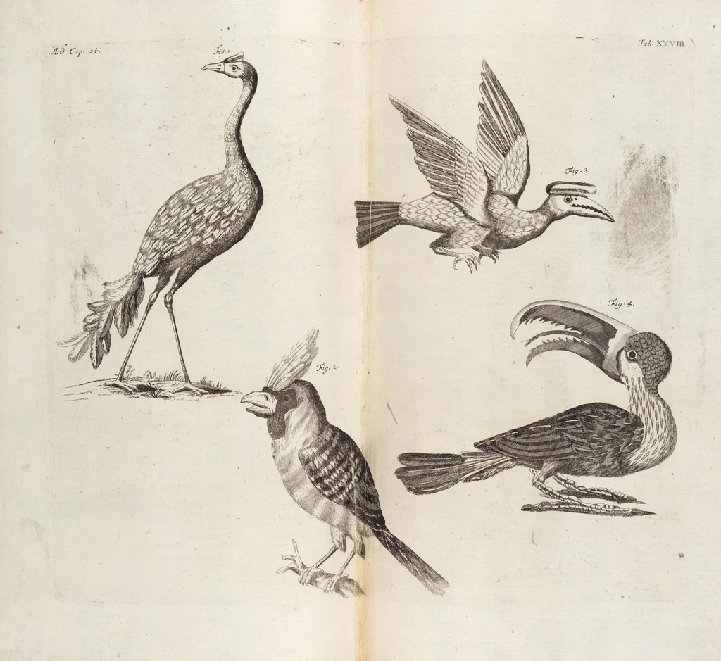 An illustration from (Zweyter Theil), 1714, leaf 258