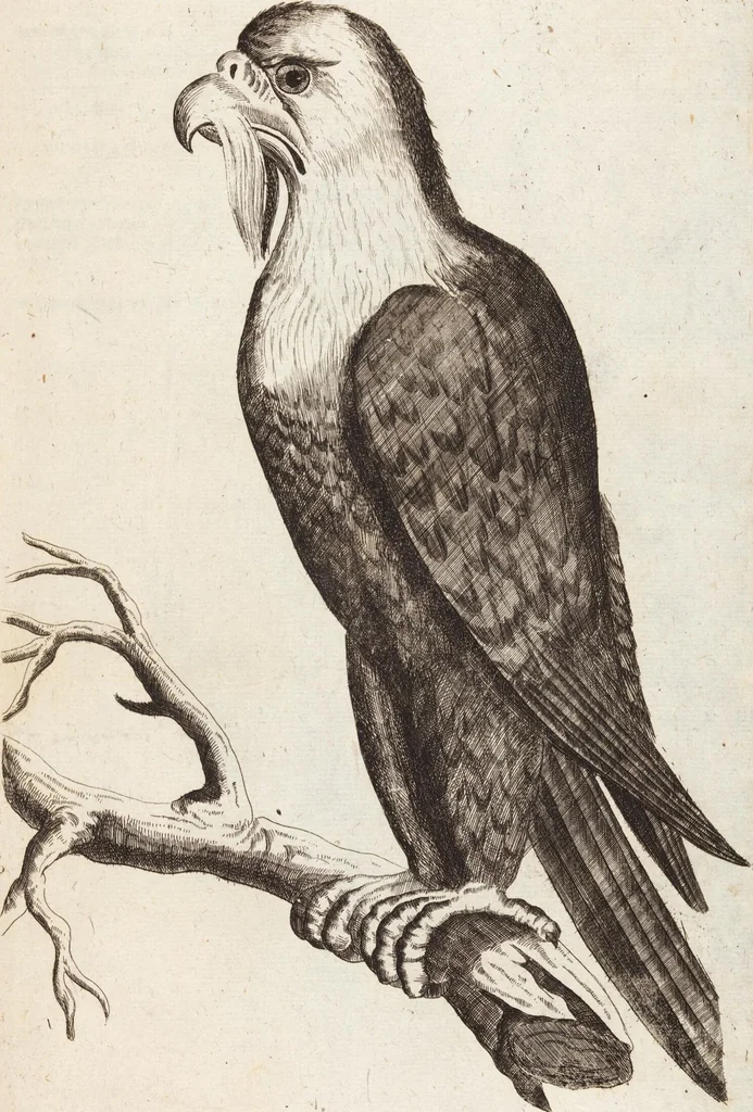 An illustration from (Zweyter Theil), 1714, leaf 262