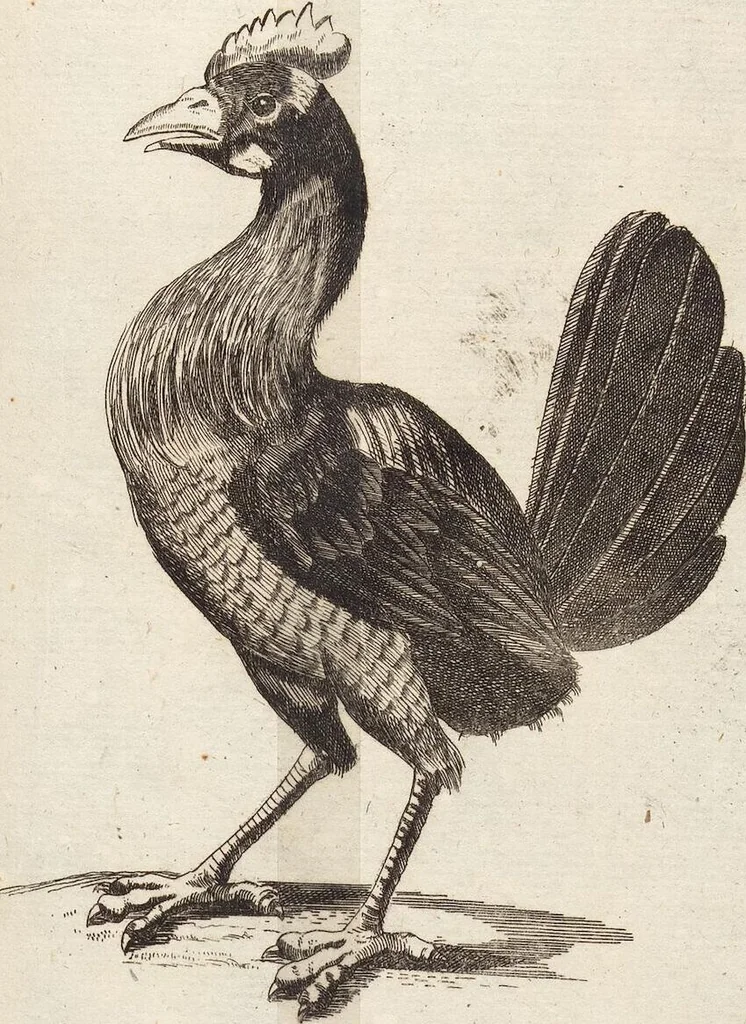 An illustration from (Zweyter Theil), 1714, leaf 272