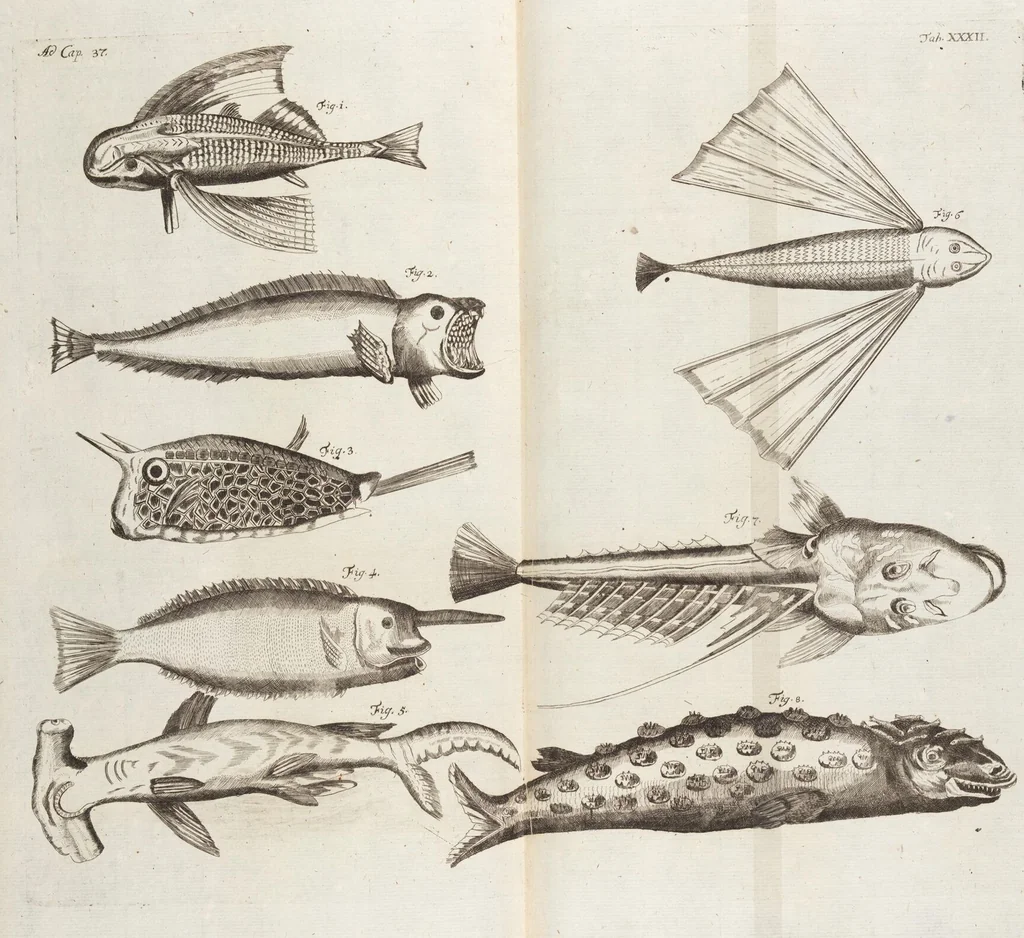 An illustration from (Zweyter Theil), 1714, leaf 279