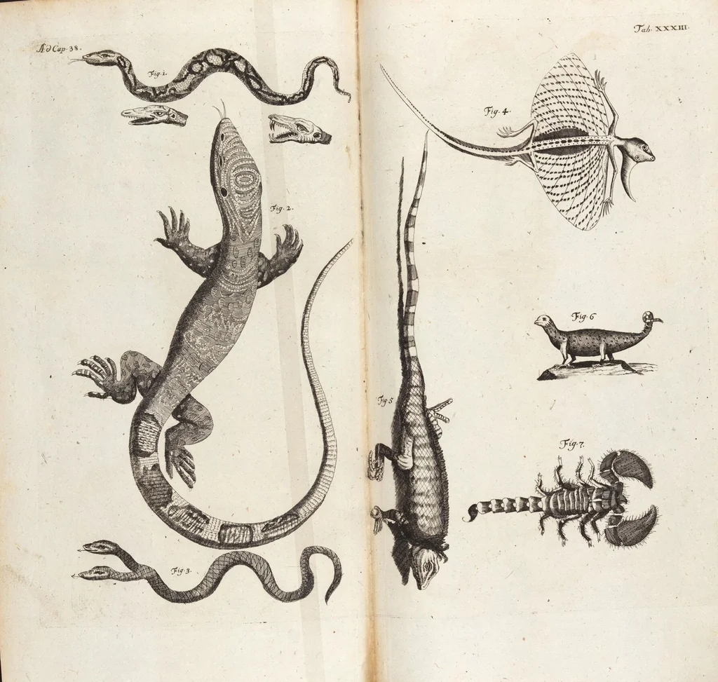 An illustration from (Zweyter Theil), 1714, leaf 284