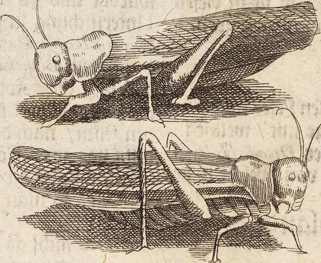 An illustration from (Zweyter Theil), 1714, leaf 287