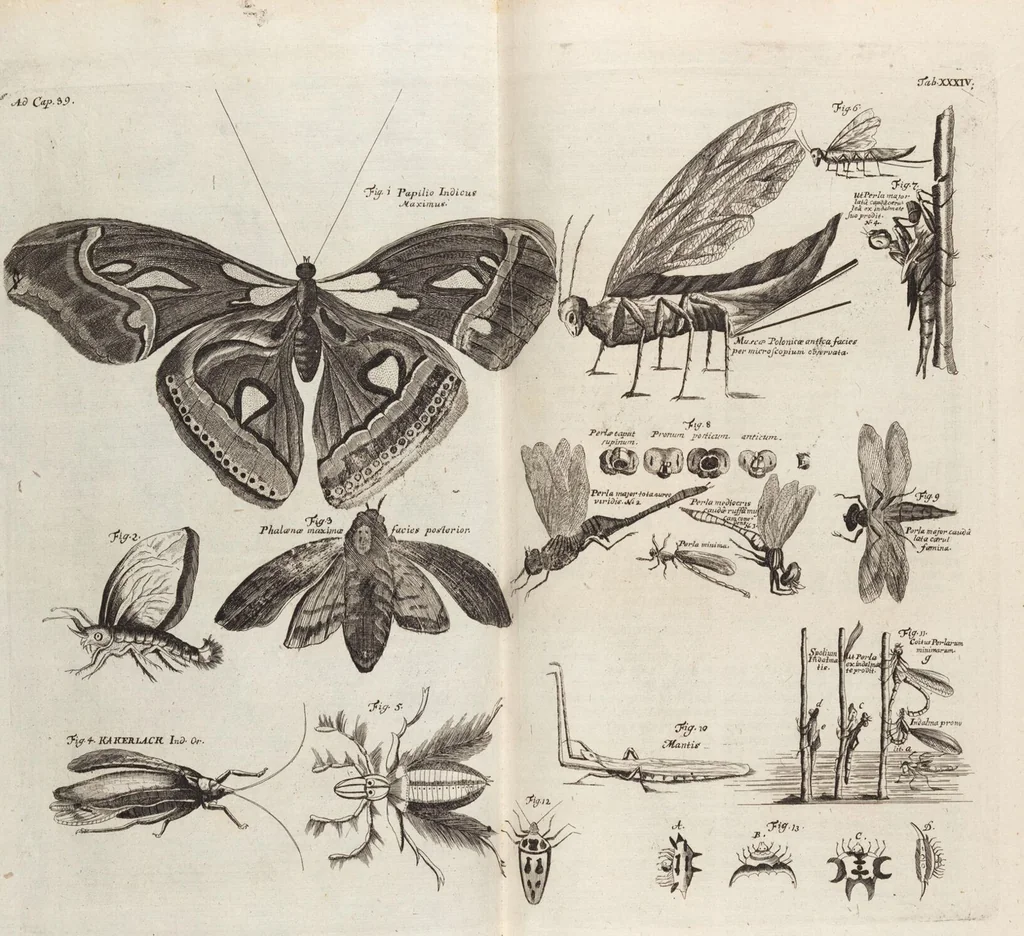 An illustration from (Zweyter Theil), 1714, leaf 289