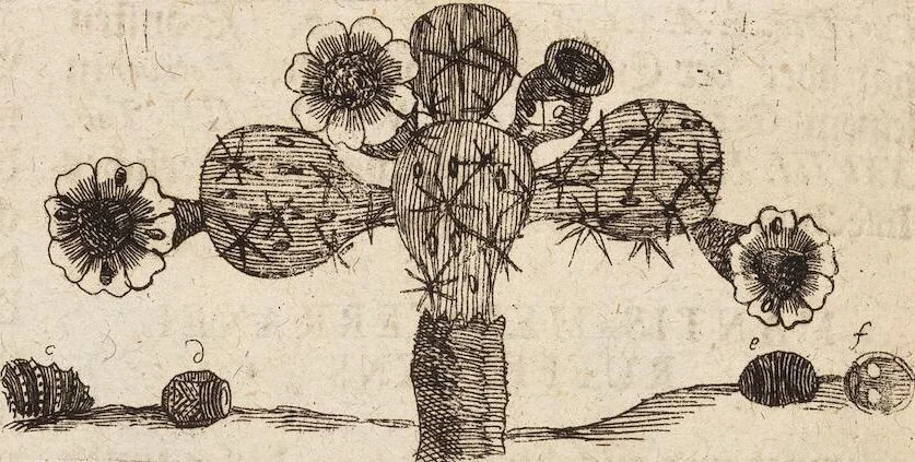 An illustration from (Zweyter Theil), 1714, leaf 294