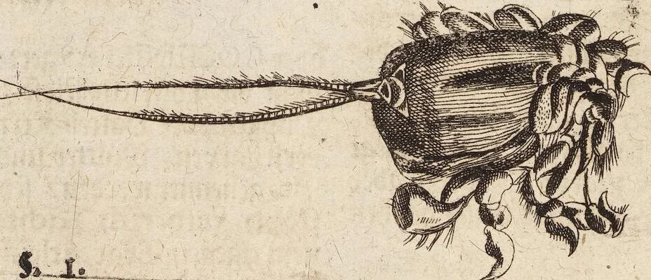 An illustration from (Zweyter Theil), 1714, leaf 294