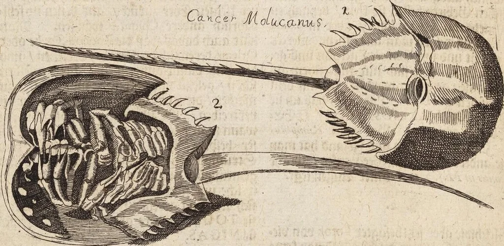 An illustration from (Zweyter Theil), 1714, leaf 296