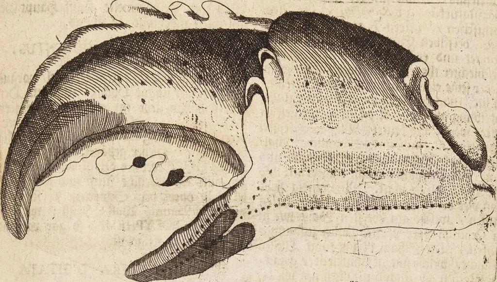An illustration from (Zweyter Theil), 1714, leaf 299