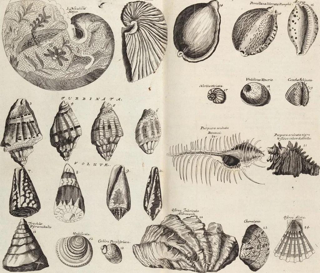 An illustration from (Zweyter Theil), 1714, leaf 308