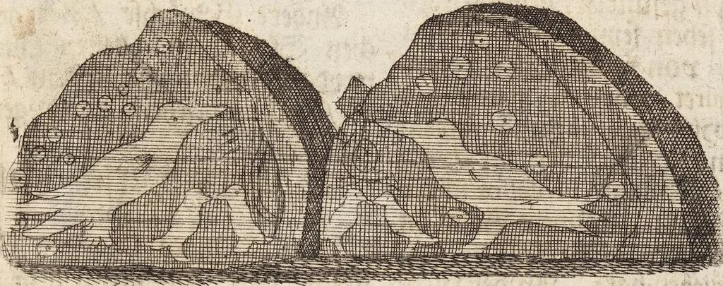 An illustration from (Zweyter Theil), 1714, leaf 316