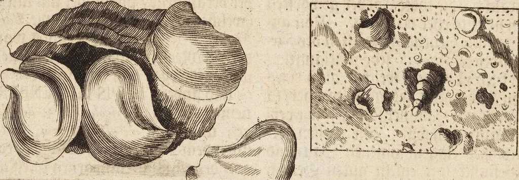 An illustration from (Zweyter Theil), 1714, leaf 63