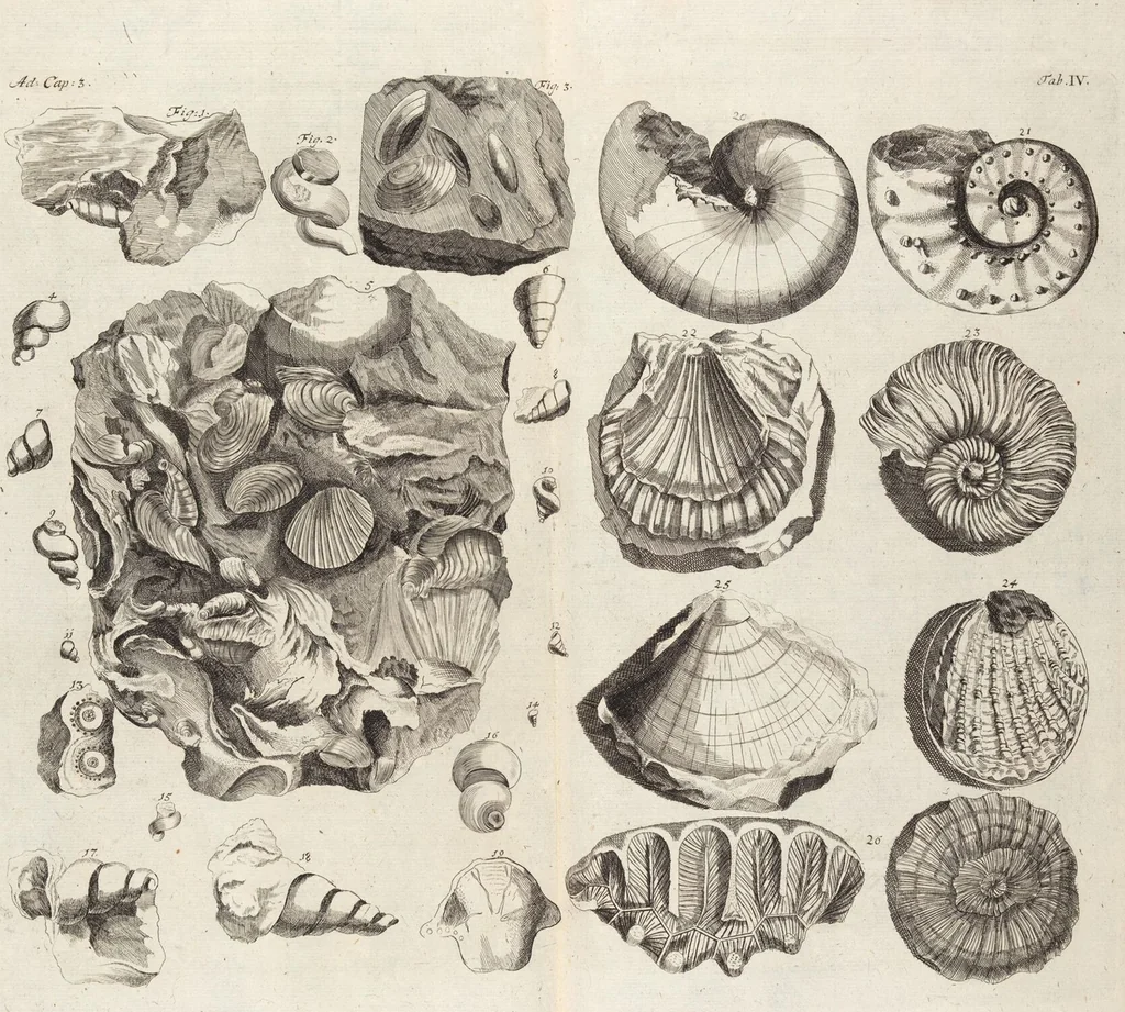 An illustration from (Zweyter Theil), 1714, leaf 65