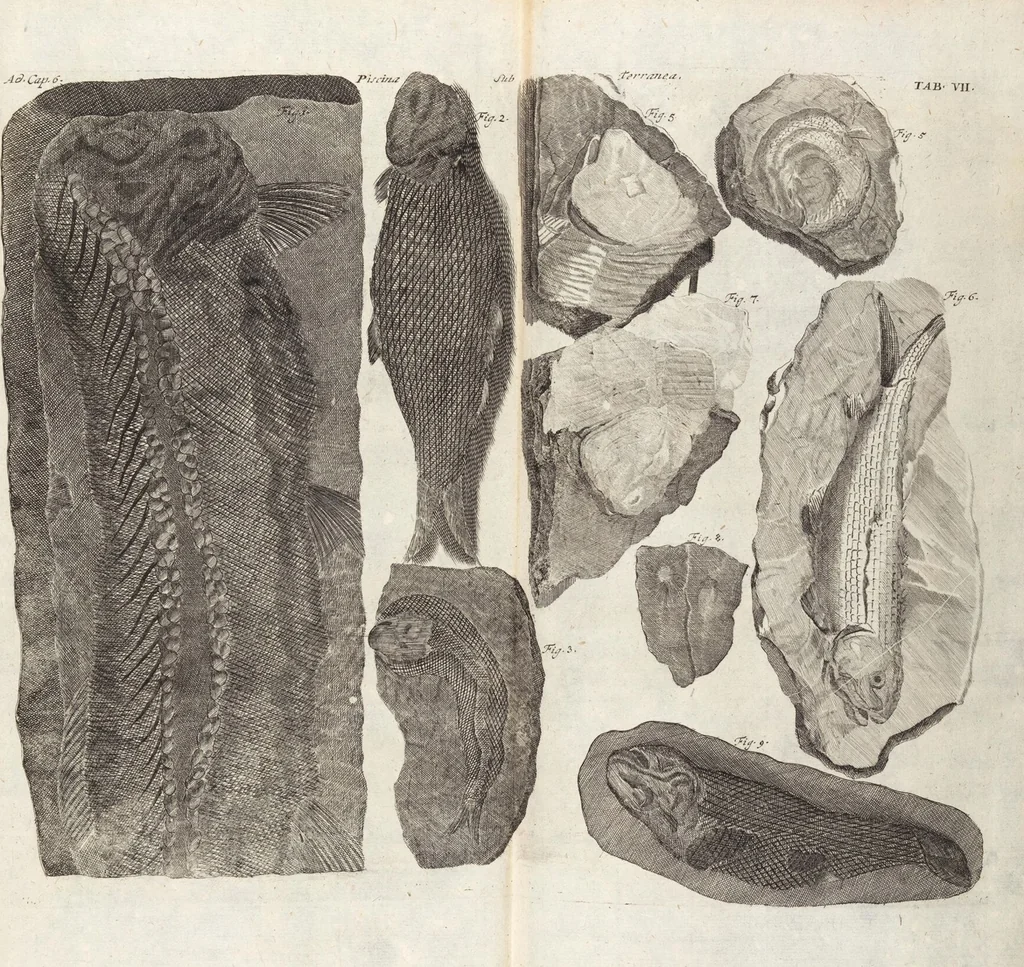 An illustration from (Zweyter Theil), 1714, leaf 87