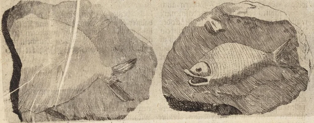 An illustration from (Zweyter Theil), 1714, leaf 89