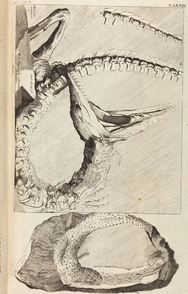 An illustration from (Zweyter Theil), 1714, leaf 91