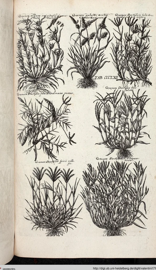 An illustration from Viridarium Reformatum, Seu Regnum Vegetabile, Das ist: Neu-eingerichtetes und Vollständiges Kräuter-Buch: Worinnen auff noch nicht geschehene Weise Derer Vegetabilien, als Kräutern, Sträuchen, Bäumen, Bluhmen und anderer Erd-Gewachsen Art, Krafft und Würckung dergestalt beschrieben werden, daß man dieses Werck statt einer Botanischen Bibliothec haben ... kan, 1719, leaf 1000