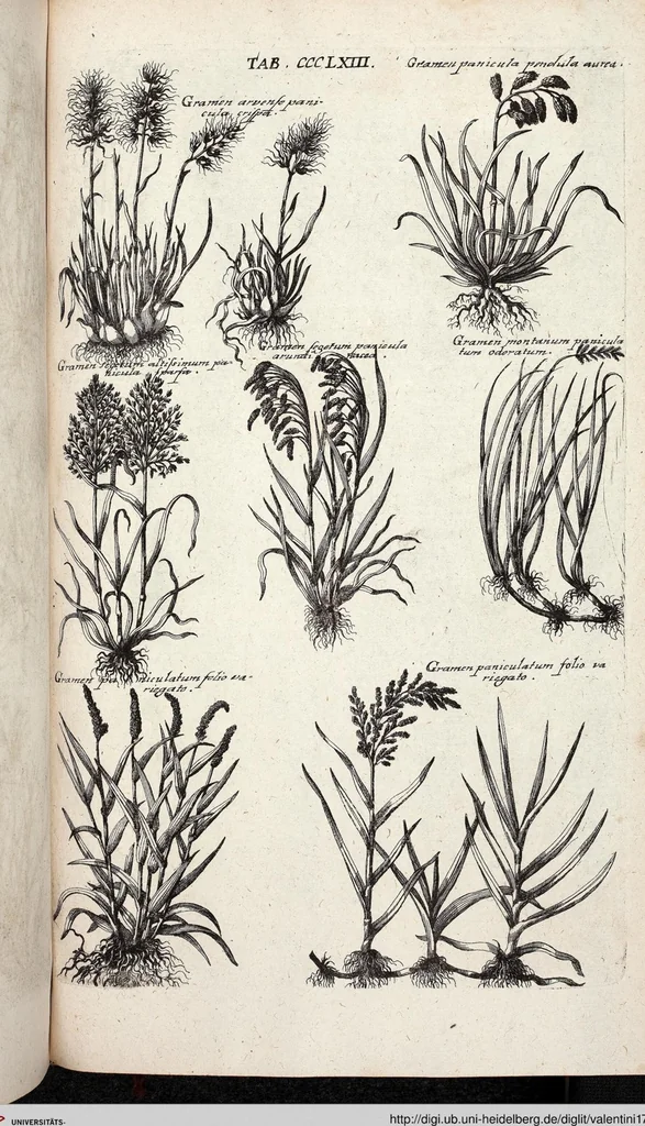 An illustration from Viridarium Reformatum, Seu Regnum Vegetabile, Das ist: Neu-eingerichtetes und Vollständiges Kräuter-Buch: Worinnen auff noch nicht geschehene Weise Derer Vegetabilien, als Kräutern, Sträuchen, Bäumen, Bluhmen und anderer Erd-Gewachsen Art, Krafft und Würckung dergestalt beschrieben werden, daß man dieses Werck statt einer Botanischen Bibliothec haben ... kan, 1719, leaf 1001